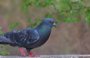 Rock Pigeon sitting on the grass and looking curiously in its natural habitat.