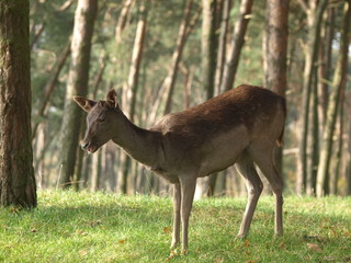Fototapeta premium Europäisches Reh