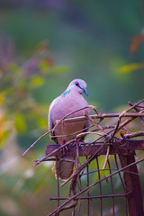 Pigeons and doves constitute the bird family Columbidae and the order Columbiformes, which includes...
