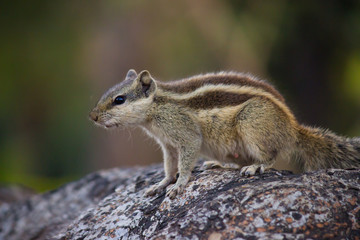 Squirrel on the tree trunk looking curiously in its natural habitat with a nice soft green blurry background.