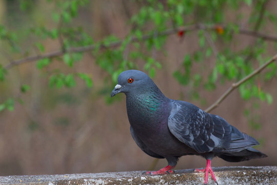 A domestic Pigeon sitting on the grass and looking curiously in its natural habitat.