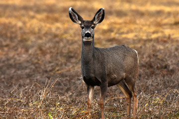 Female Mule Deer