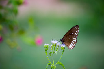 common crow butterfly sitting on the flower and feeding itself in its natural habitat.