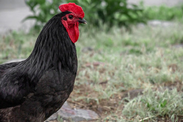 black chicken