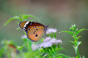 Plain Tiger  butterfly sitting on the flower plant with a nice soft background in its natural habitat during the day