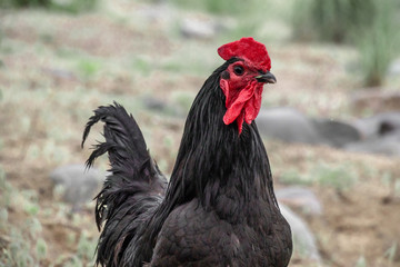 black chicken
