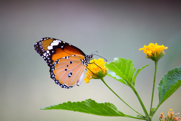 Plain Tiger  butterfly sitting on the flower plant with a nice soft background