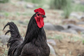black chicken
