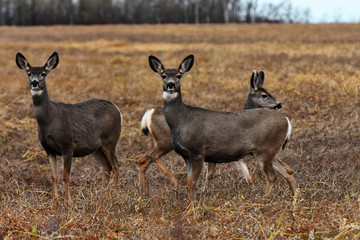 Herd of Mule Deer