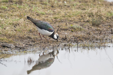 Lapwing