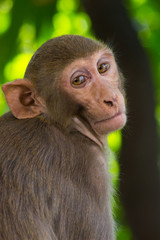 The Rhesus Macaque Monkey sitting and looking away in its natural habitat.
