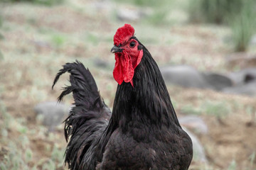 black chicken