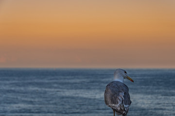 Naklejka premium seagull watching at sunset on the sea