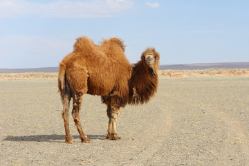 The Bactrian camel in Mongolia
 - obrazy, fototapety, plakaty