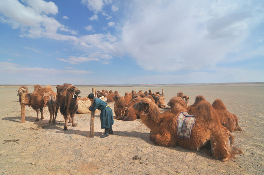 The Bactrian camel in Mongolia
