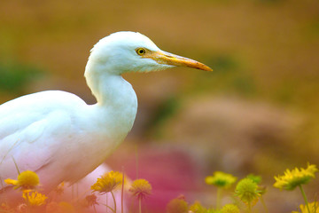 The Cattle Egret seen among the beautiful Sunflowers in the Garden in its natural habitat