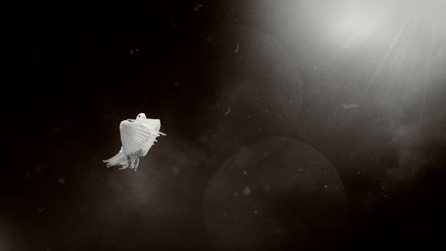 Dove of hope. Black and white. Front view.