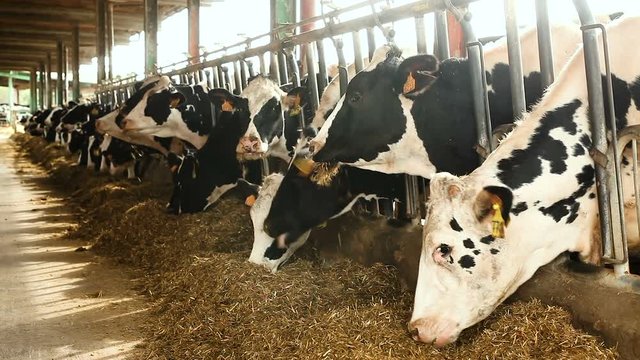 Cow chewing food on modern farm