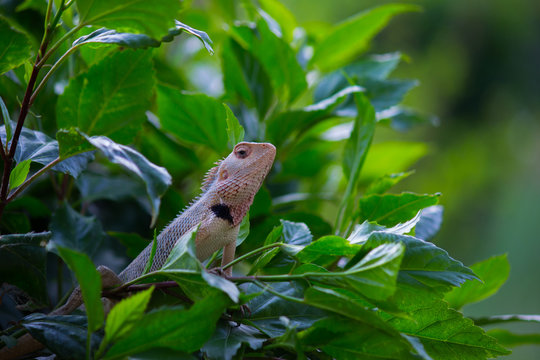 The Garden Lizard sitting on the flower plant on a beautiful spring morning in its natural habitat.