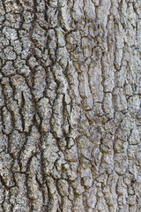Eichenrinde als Hintergrund