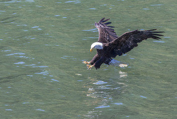 Bald eagle coming in for the kill on the Nestucca River, Oregon