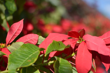 the poinsettia, the traditional Christmas plant, grows spontaneously in the Canary Islands