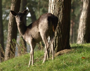 Europäisches Reh	
