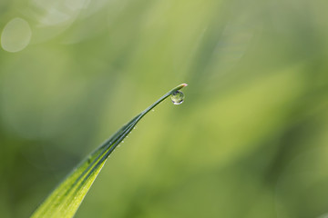 Solitary Grass With Dew