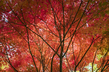 Fächerahorn im Herbst
