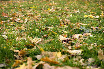 autumn leaves on green grass