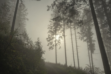 Waldweg im Nebel mit durchscheinender Sonne
