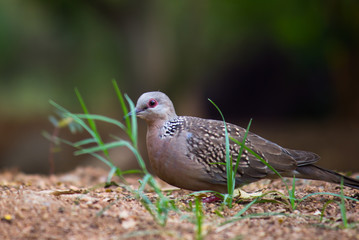 Dove Bird sitting on the tree, in its natural habitat with a soft blurry background.
