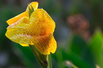 Canna Indica flowers blooming away in a soft green background in the garden