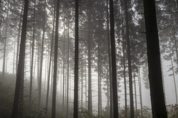 Fototapeta na wymiar Nebel durchdringt den Wald