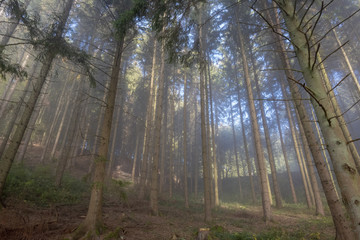 Nebel durchdringt den Wald