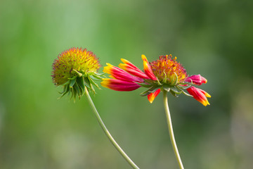 Beautiful Sunflowers blooming away so brightly in the garden with a nice soft background.