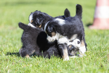 Australien Sheppard Welpen