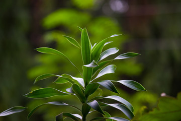 Natural leaves seen during the day in a soft background