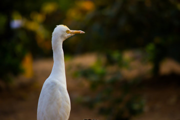 Cattle Egret in the garden in its natural habitat in a soft blurry background.