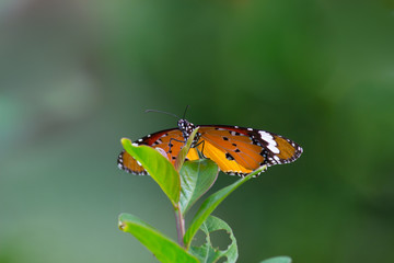 Obraz premium The Plain Tiger butterfly sitting on the flower plant with a nice soft background in its natural habitat