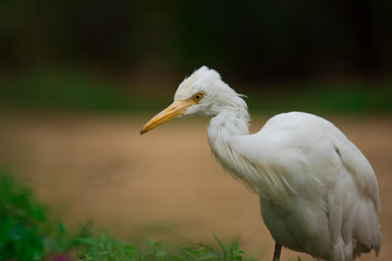 Fototapeta premium Cattle Egret in the garden in its natural habitat in a soft blurry background.