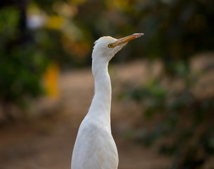 Cattle Egret in the garden in its natural habitat in a soft blurry background.