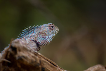 A Garden Lizard seen sitting on a log in the park with a nice beautiful soft green blurry background.