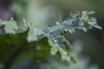 Row Of Dewdrops On Kale