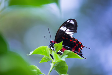 Common Mormon Butterfly sitting on the flower plants with wings wide open in its natural habitat on a beautiful Spring morning.