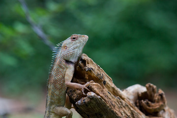 A Garden Lizard seen sitting on a log in the park with a nice beautiful soft green blurry background.