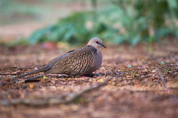 Dove Bird sitting on the ground, in its natural habitat with a soft blurry background.