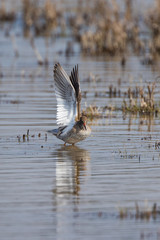 Redshank