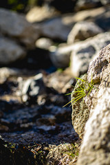 Selectiver Focus auf einen kleinen punkt im Bergfluss.