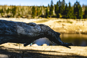 Treibholz hoch über dem niedrigen Wasserstand des Bergsee´s.